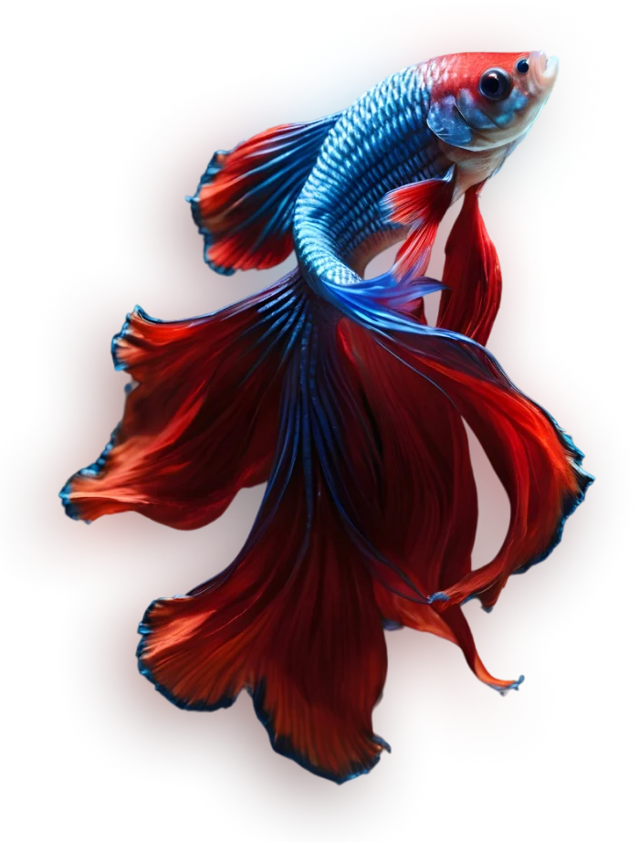 Image of a beta fish