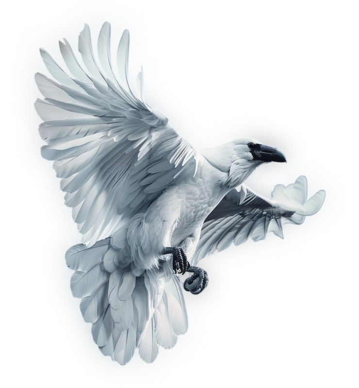 Image of a raven in flight